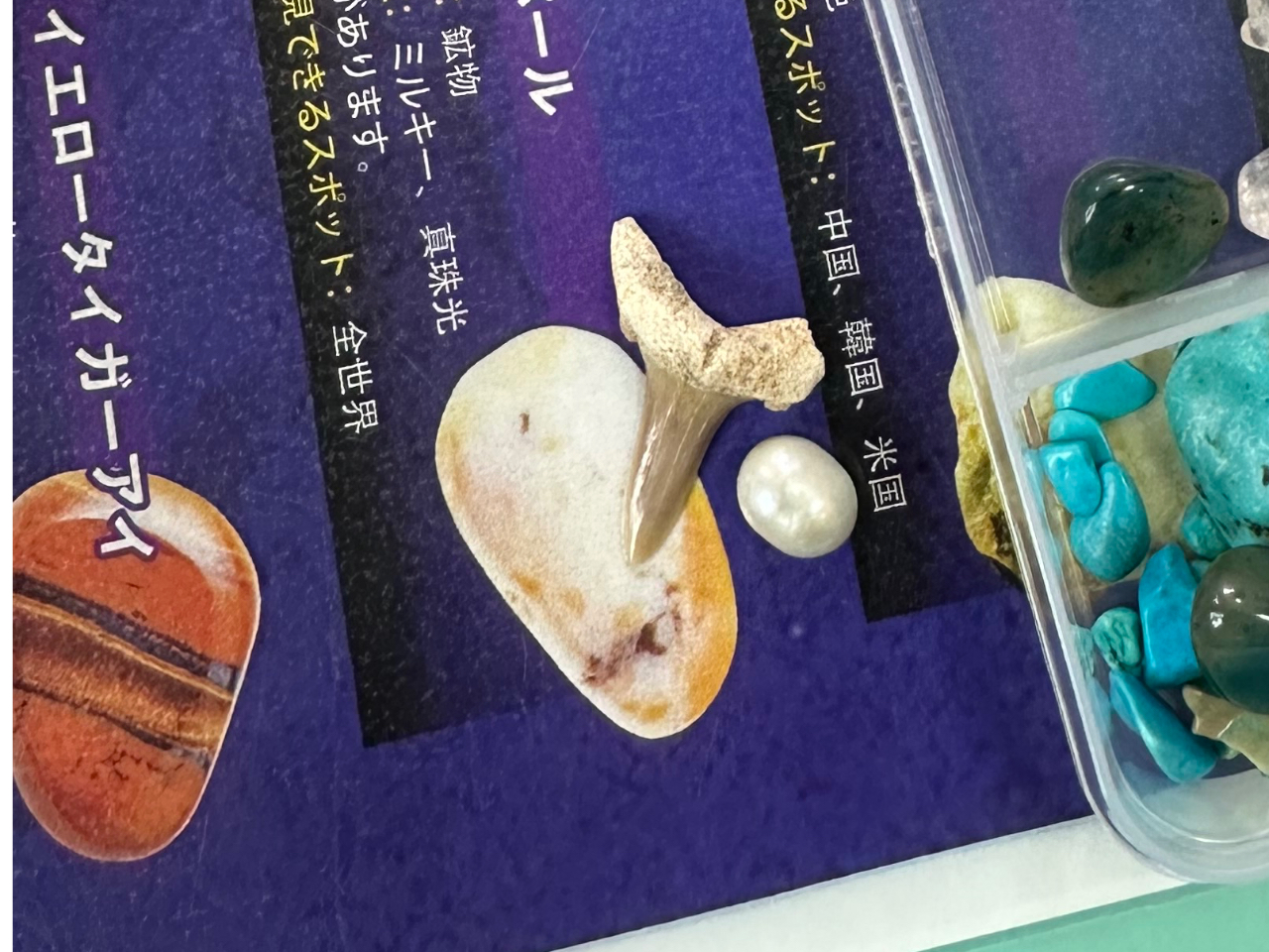 真珠も採れることもあるよ!