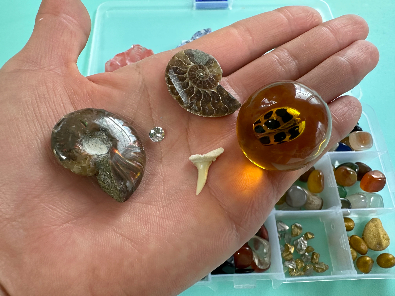 アンモナイト、サメの歯、ダイヤモンド、絶対取れるよ!