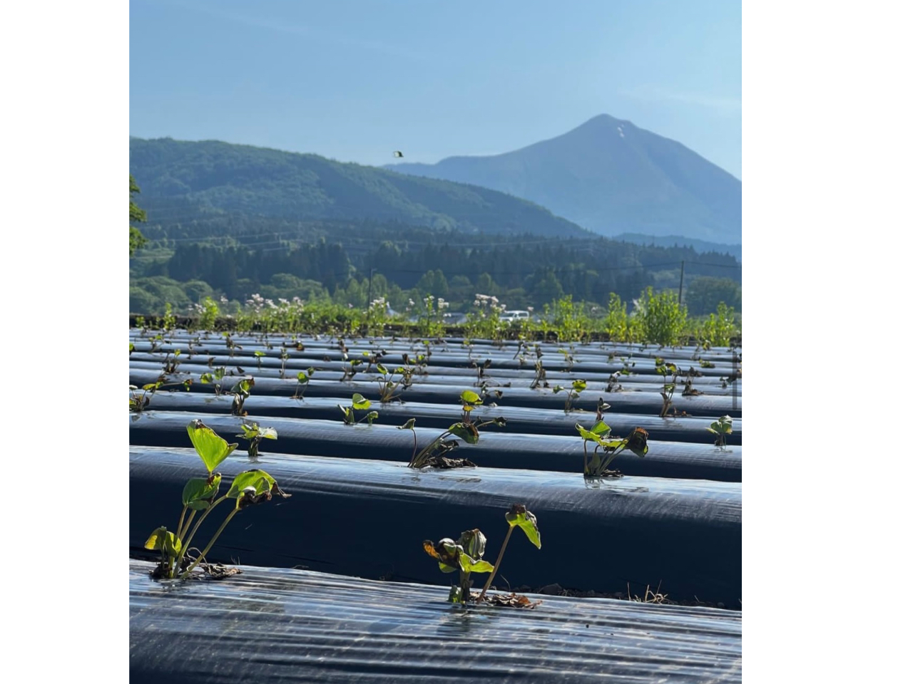 収穫に向けて成長中のシルクスイートの苗ちゃん。ハッパはハート型でかわいいのです。