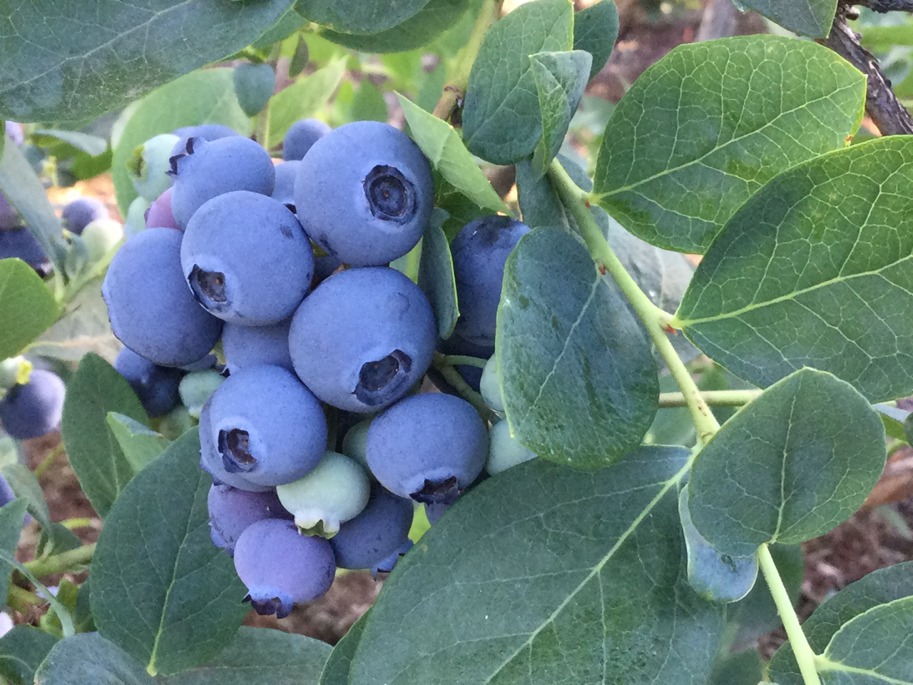 �����Ɏ������u���[�x���[