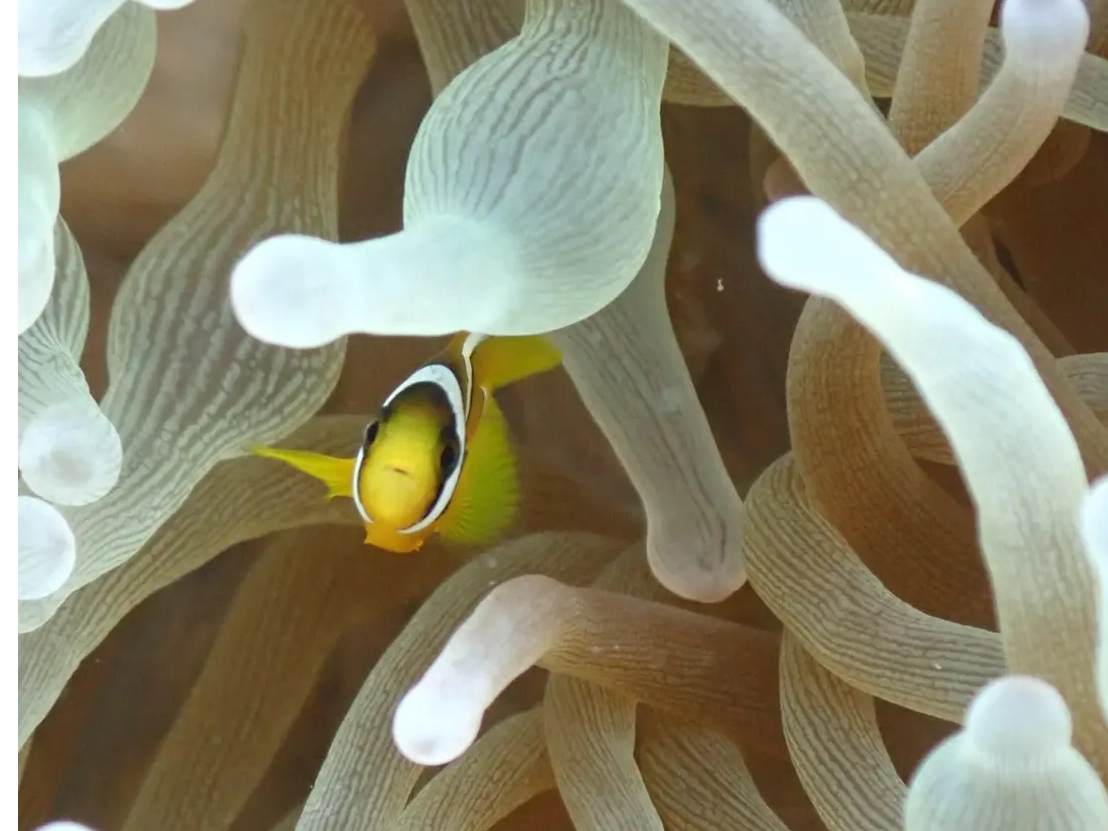 oӂɂ̓N}m~񂢂܂B킢ł`(#^^#)