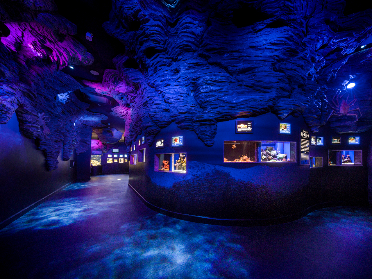 深海をイメージした内観となっています。入口エリアでは、同じ特徴を持った生き物や同じ種類の生き物を、浅い海と深い海の生物で比較展示しています。