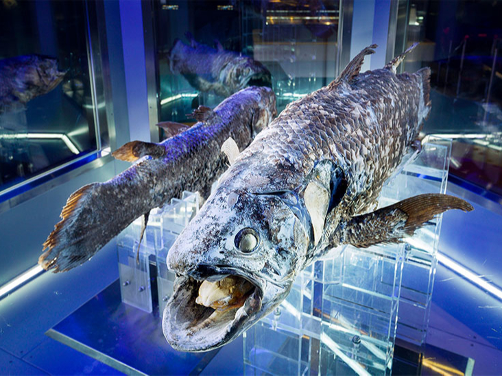 約40年前に捕獲された世界中でここでしか見ることのできない冷凍保存の貴重なシーラカンスを−20℃の特殊な冷凍ケースで展示しています。