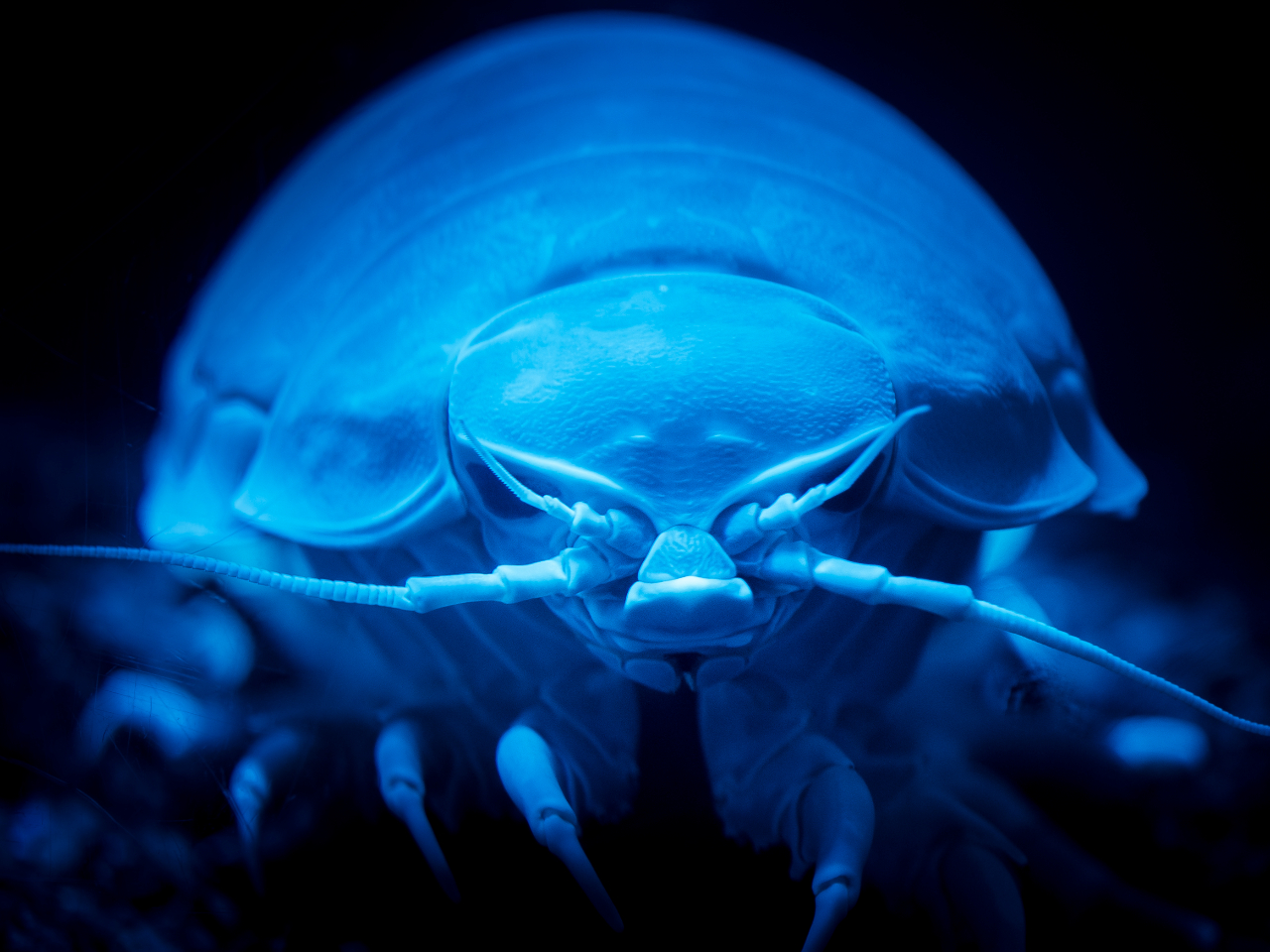 メキシコの深海800mに棲む世界最大のダンゴムシの仲間「ダイオウグソクムシ」は、最大で50cmにもなります。何年も餌を食べないことで話題になりました。