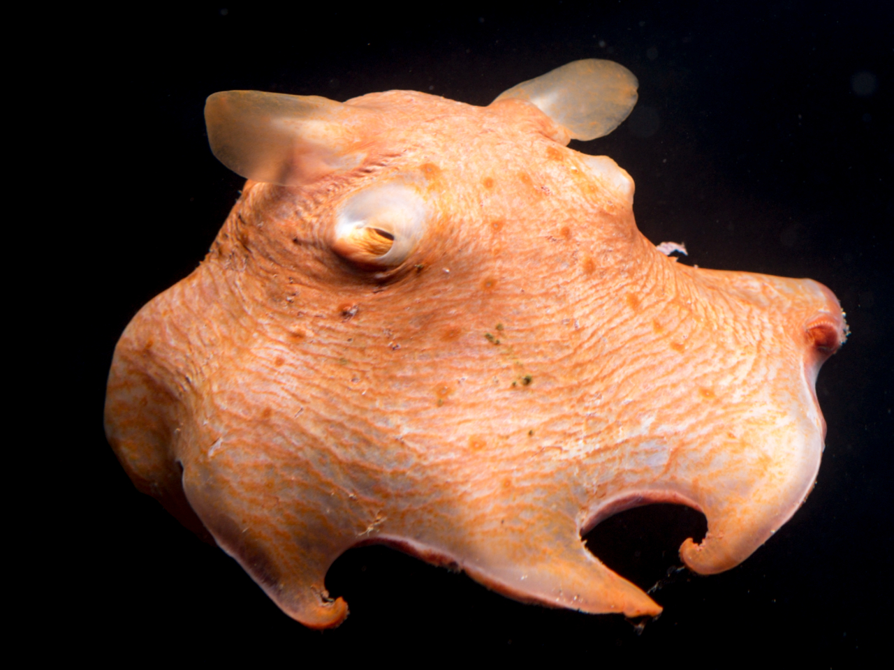 水族館でも大人気の生き物メンダコです。飼育が難しいため主に11月から4月頃に捕獲され展示しています。 ※展示がない場合もありますので、HPでご確認ください。