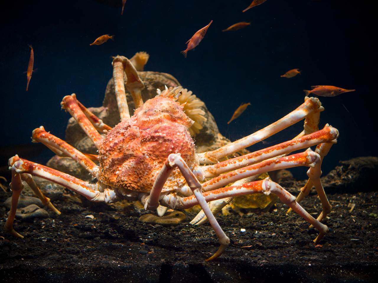 駿河湾に生息する世界最大のカニ「タカアシガニ」は、脚を広げると約4mを超えるものもあります。