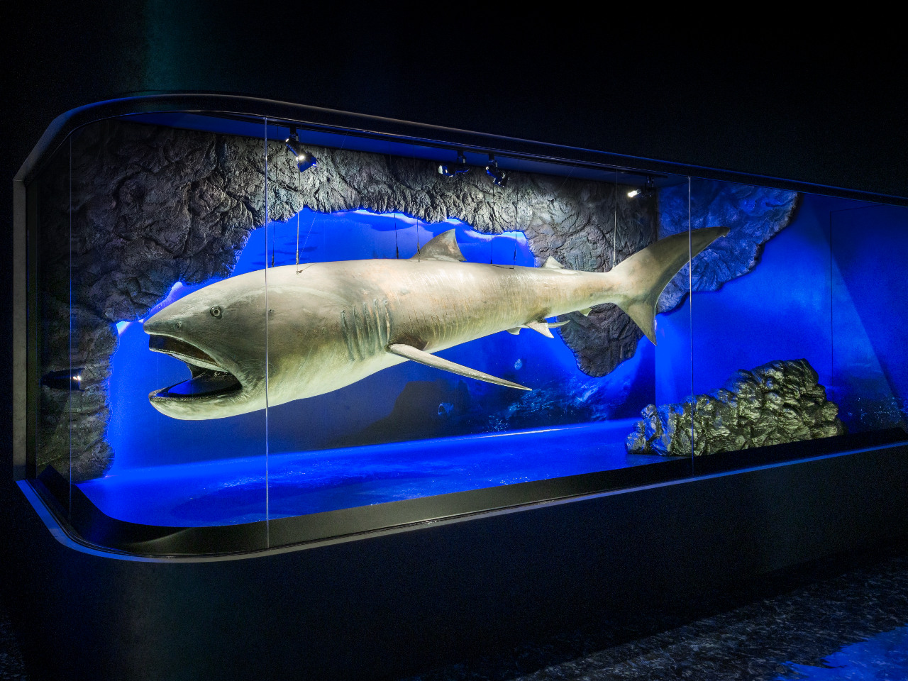 ●深海に生息する幻のサメと言われる体長5mの「メガマウスザメ」の剥製なども展示しています。他にもラブカやミツクリザメなどの貴重な深海ザメの剥製も展示しています。