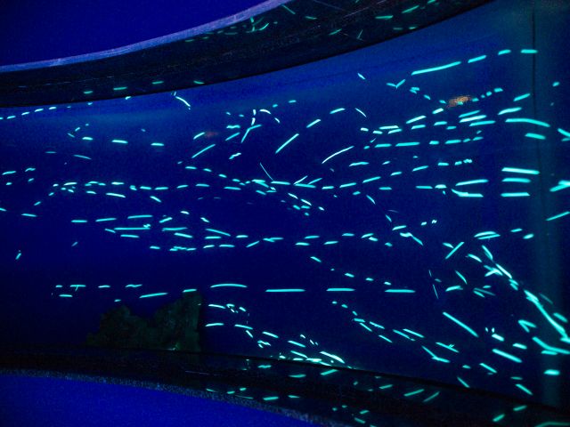 フィリピンの深海魚「ヒカリキンメダイ」が乱舞する深海のプラネタリウムです。音楽とともにご堪能ください。