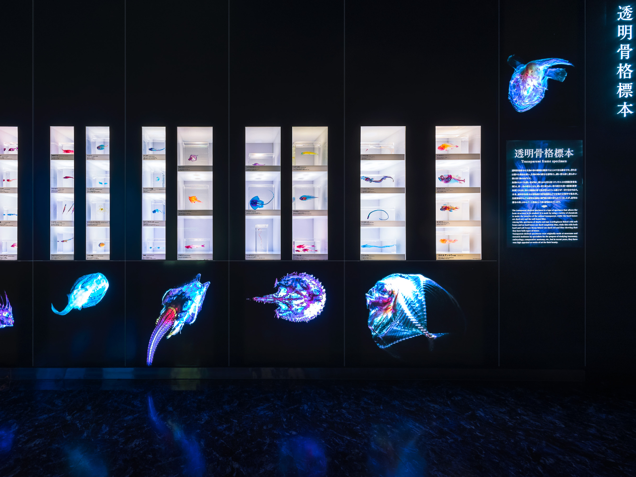 透明骨格標本コーナーでは、特殊な薬品で筋肉を透明化し、骨を染色した標本を展示しています。