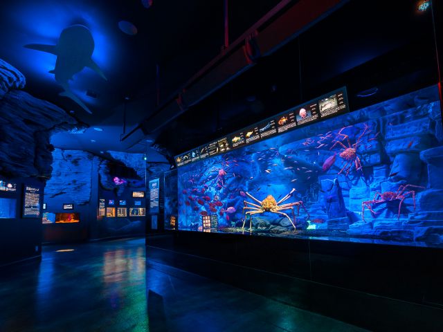 ●水深2,500mを誇る日本一深い駿河湾は、世界的にも生物の宝庫として知られる有数な海です。ここでは駿河湾に生息する深海生物を展示しています。