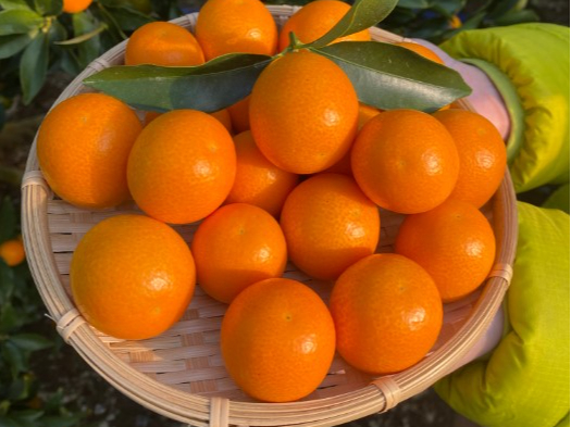 現地でお渡しする袋(有料)に詰め放題もできます♪
おすそ分けにもオススメです♪
園内で食べ放題可能です♪