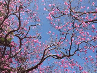 風にひらひら揺れる可憐なピンクの花は、登山者の心を癒します。
