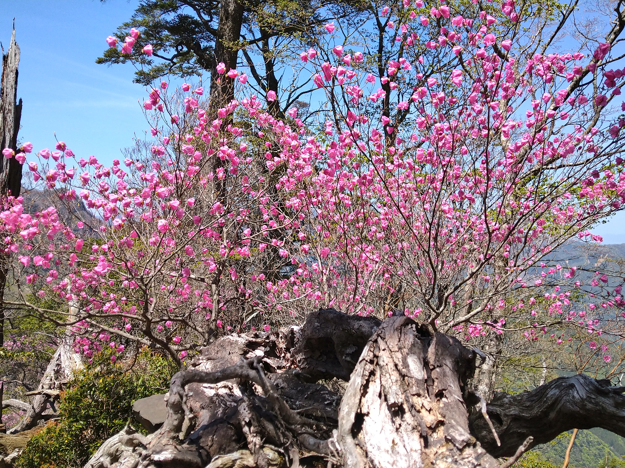 �ō��̃s���N�F�̎����͖�1�T�Ԃł��B