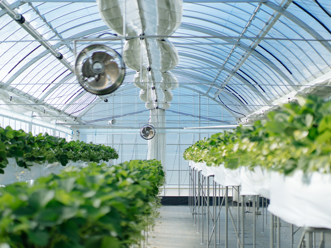 �L�X�Ƃ����ʘH�ƂȂ��Ă��܂��B