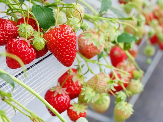 �傫���Ă��܁[�������������y���݂��������܂���