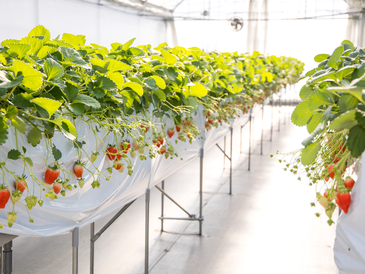 �������y���߂�悤�� �L�X�X�y�[�X�̒ʘH��@�@�@�@�@�@�@�@�@�@�@�@�@�@�@�@�@�@�Ԃ����A��̂��Ƒ���A �Ԉ֎q�������p�̕��ł��y����ł���������L�X�Ƃ����ʘH