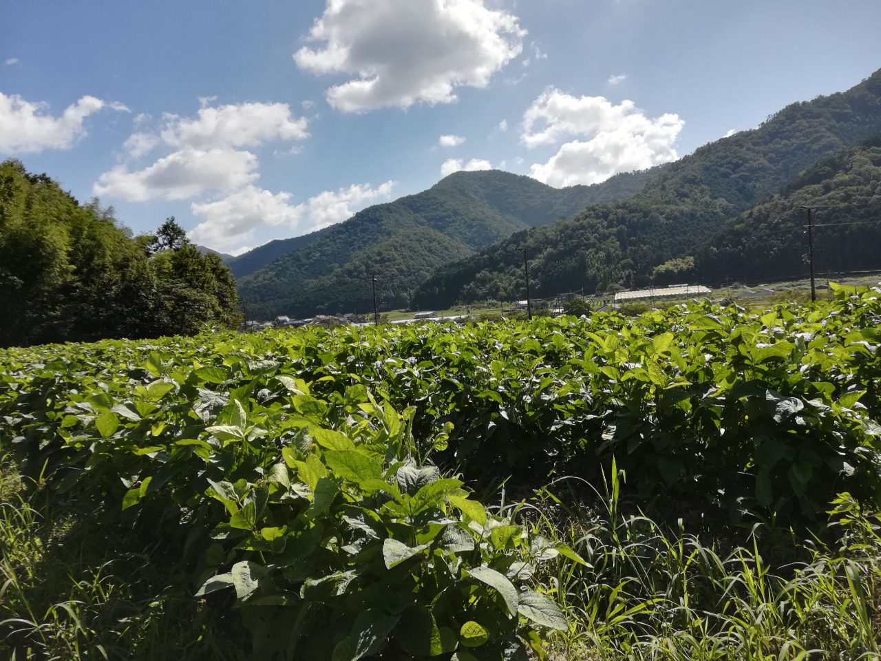 本場 丹波篠山 黒枝豆狩り。一筋売(格安) バラ売りも可