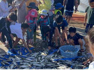 地引網で獲れた魚を網から外し、選別してる様子 獲れたての魚はピチピチはねている