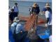 網を波打ち際まで引き寄終えると次は、魚を網から獲る作業