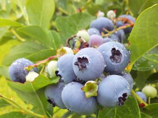 10種類以上のブルーベリーが植わっていて、味比べができます。大粒で甘い品種、酸味と甘みのバランスが良い小粒品種などなど、好きな味を見つけてください。