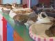 店内猫部屋では、20匹の猫たちがお待ちしております♪