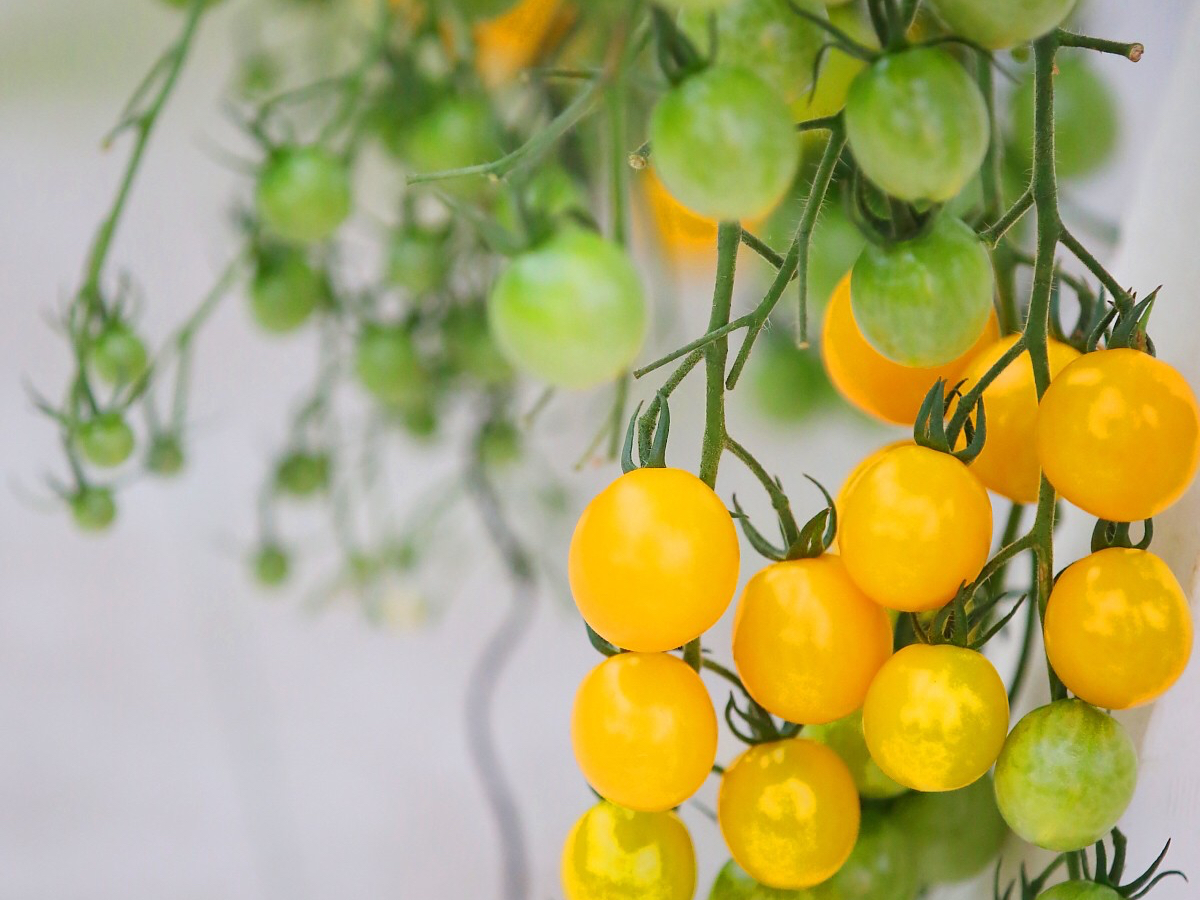 子供に大人気!酸味が少なくフルーティー、エリザベスメロンのような味わい。『イエロートマト』