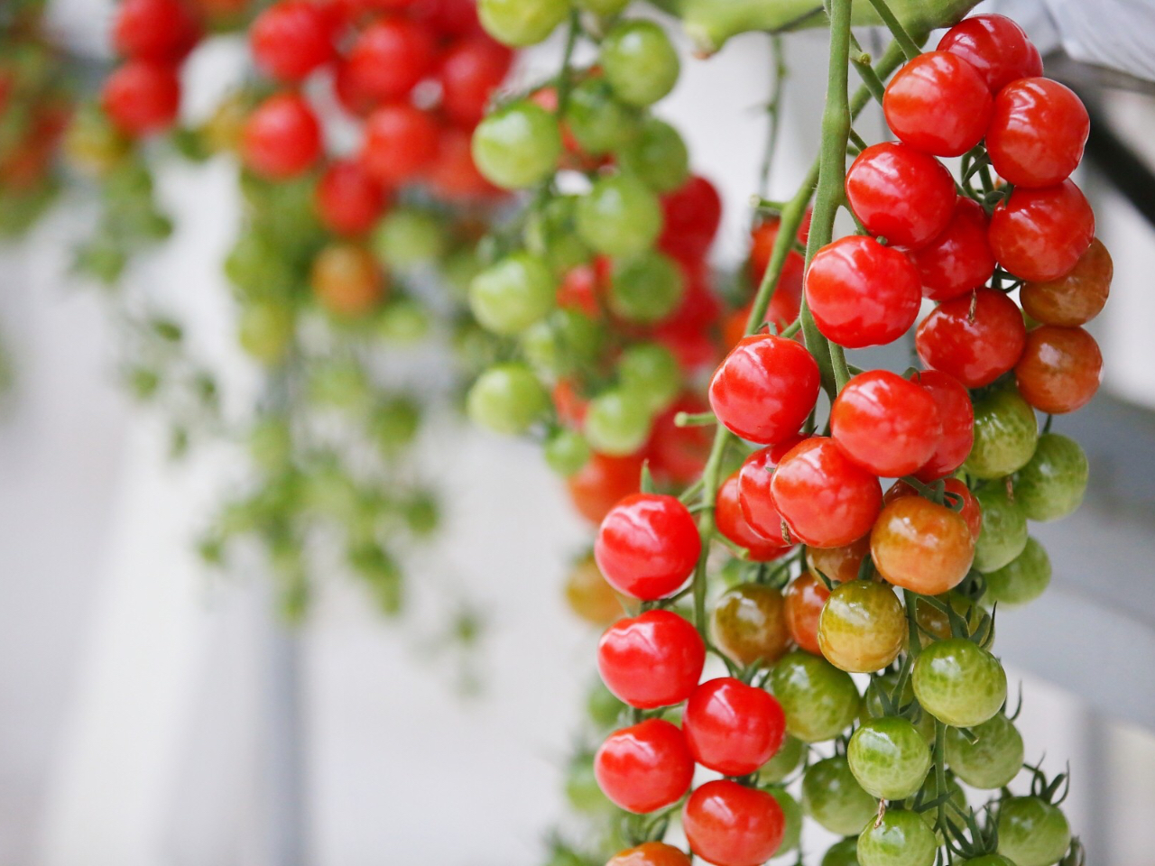 󏭕iłI܂łڂ̂悤ȃg}gwv`Ղx炪ɔŊÂIIIcbcŋPł܂I