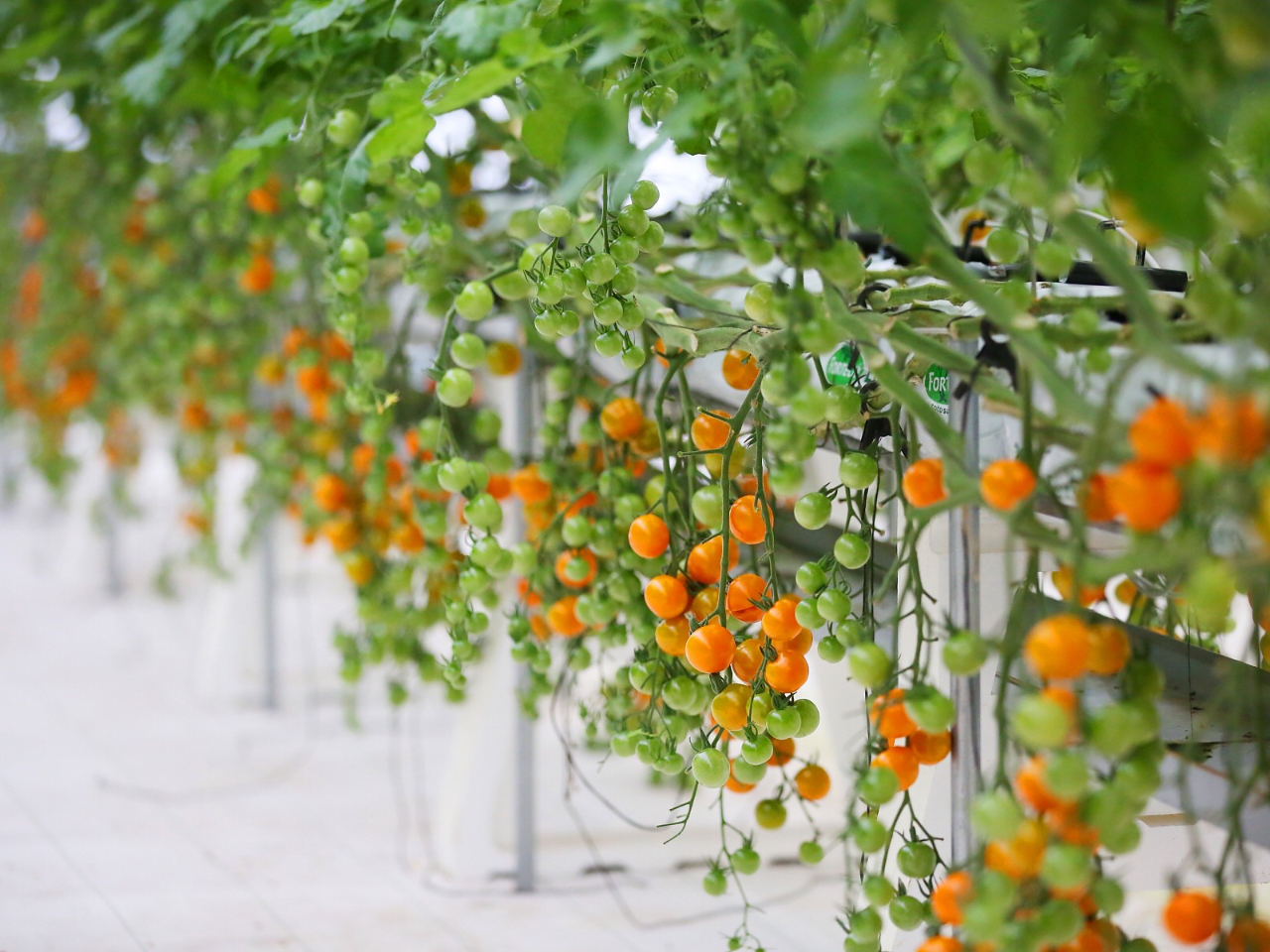 この甘さ、美味しさはもはやフルーツ!!枇杷のような香りが楽しめます『オレンジトマト』