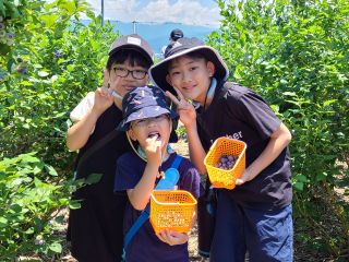 そうだ!今年の夏はブルーベリー狩りに行こう!(^^)!