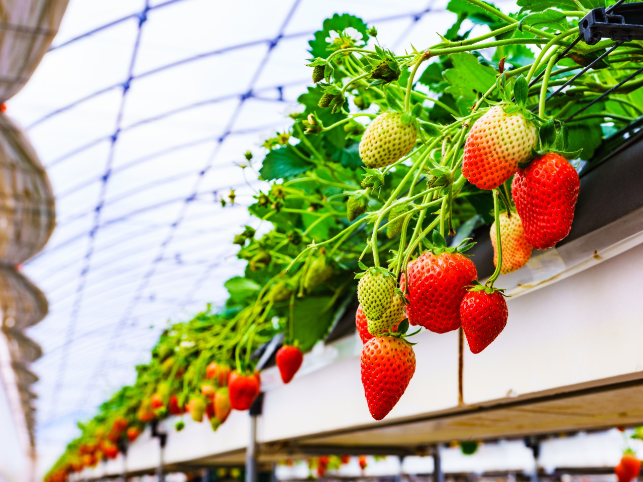 【2026年1月新OPEN!】じゃらん限定いちご狩り30分最大4品種食べ放題♪三...