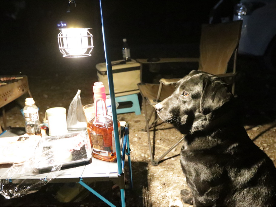 ペットと一緒にキャンプイン!