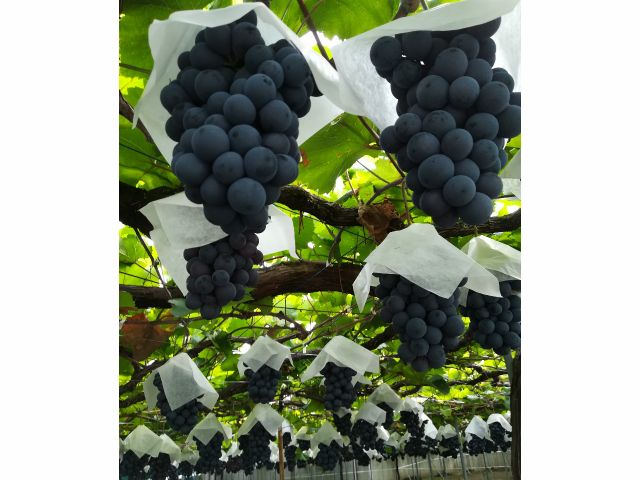 レギュラーコース ぶどう狩り ベリーa 時間内食べ放題 ハイキング気分でブドウ狩り をお楽しみいただけます カップル ファミリーにおすすめ 山本 山 農園 柏原市観光ぶどうセンター じゃらん遊び体験 レギュラーコース ぶどう狩り ベリーa 時間内食べ放題 ハイキング気分でブドウ狩り をお楽しみいただけます カップル ファミリーにおすすめ 山本 山 農園 柏原市観光ぶどうセンター じゃらん遊び体験