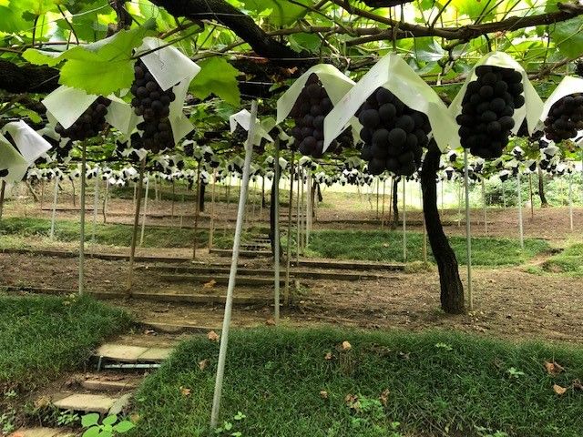 レギュラーコース ぶどう狩り ベリーa 時間内食べ放題 ハイキング気分でブドウ狩り をお楽しみいただけます カップル ファミリーにおすすめ 山本 山 農園 柏原市観光ぶどうセンター じゃらん遊び体験 レギュラーコース ぶどう狩り ベリーa 時間内食べ放題 ハイキング気分でブドウ狩り をお楽しみいただけます カップル ファミリーにおすすめ 山本 山 農園 柏原市観光ぶどうセンター じゃらん遊び体験