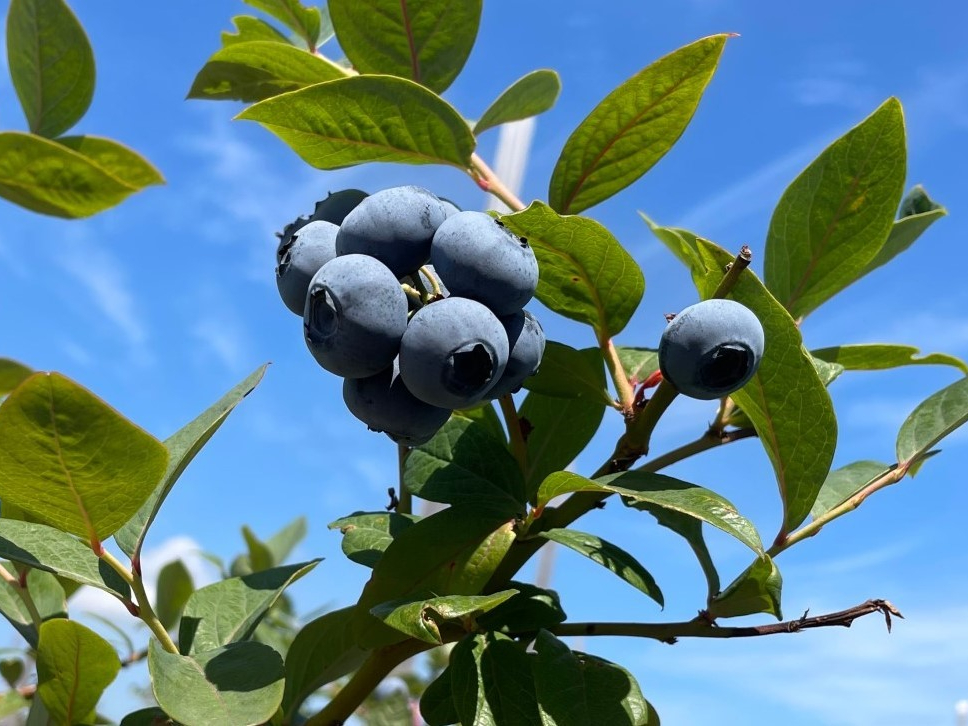 2026夏限定 完熟ブルーベリー狩り体験