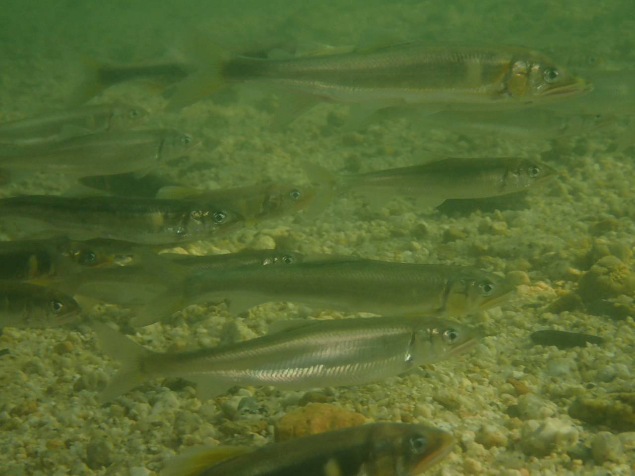 xocOIǰQɏoƂ΂΁t[^C͈SSɐTSs܂ŊyI