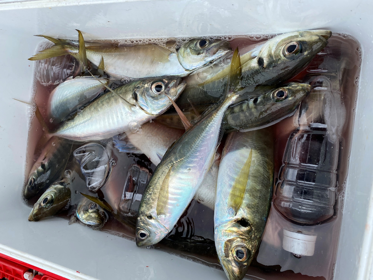 猛信丸の船釣り体験!
初心者の方も大歓迎!
皆様のご予約お待ちしております!