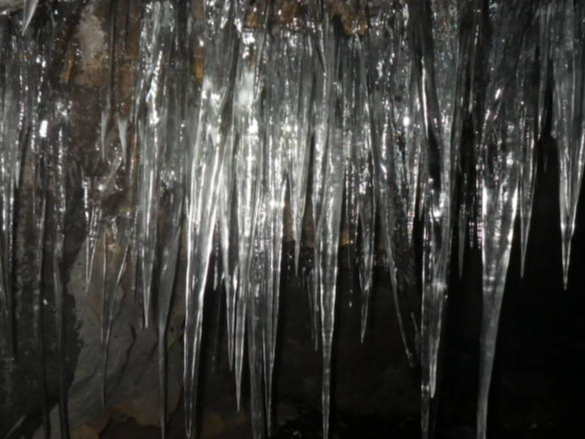 神秘的な樹海ツアーをお楽しみいただけます