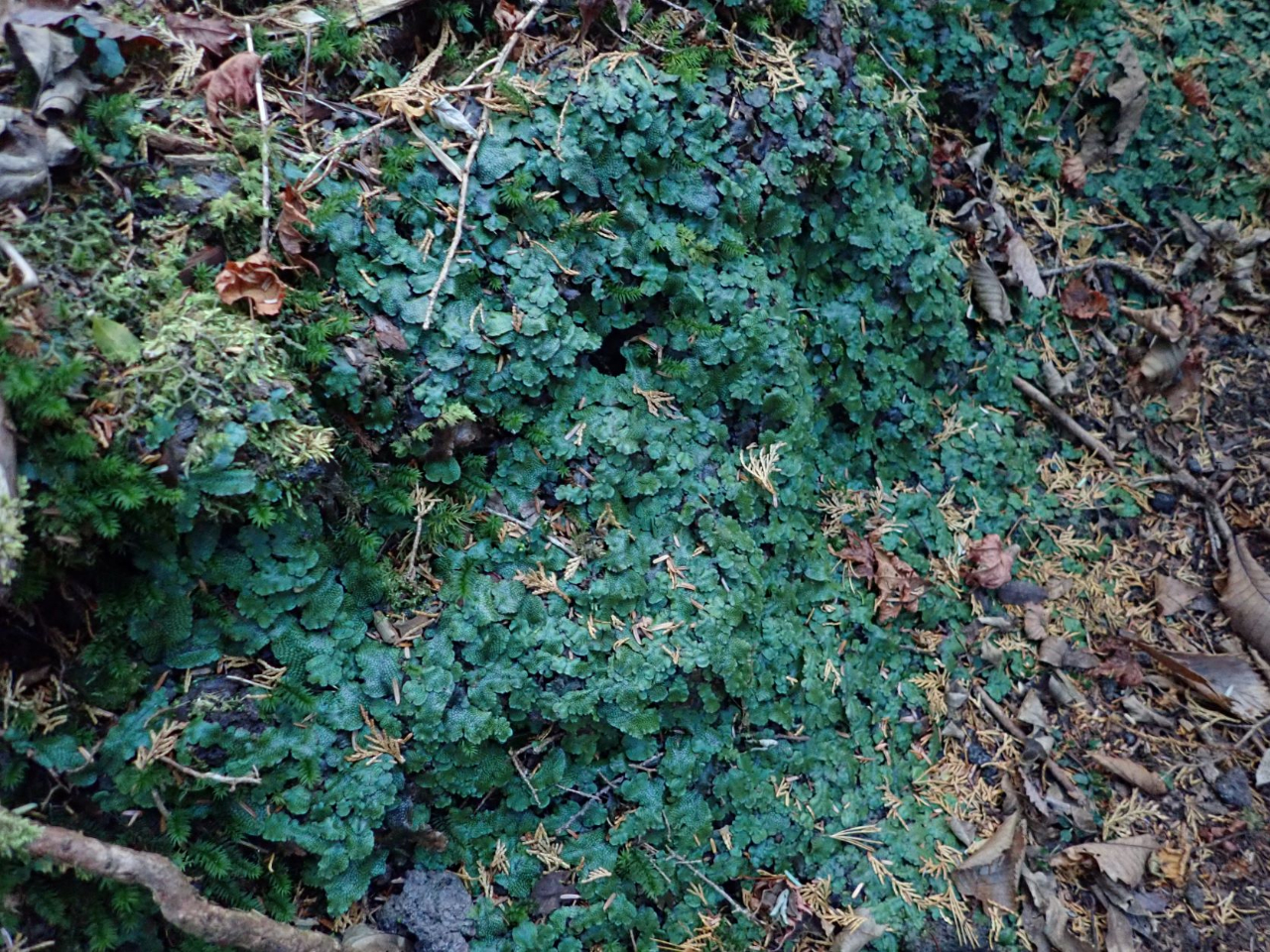 コケ好きな方も、いろいろなコケを見れます