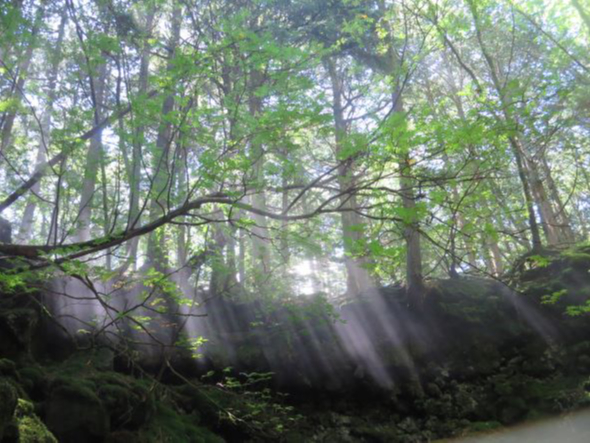 幻想的なシーンも見れるかも!!!!