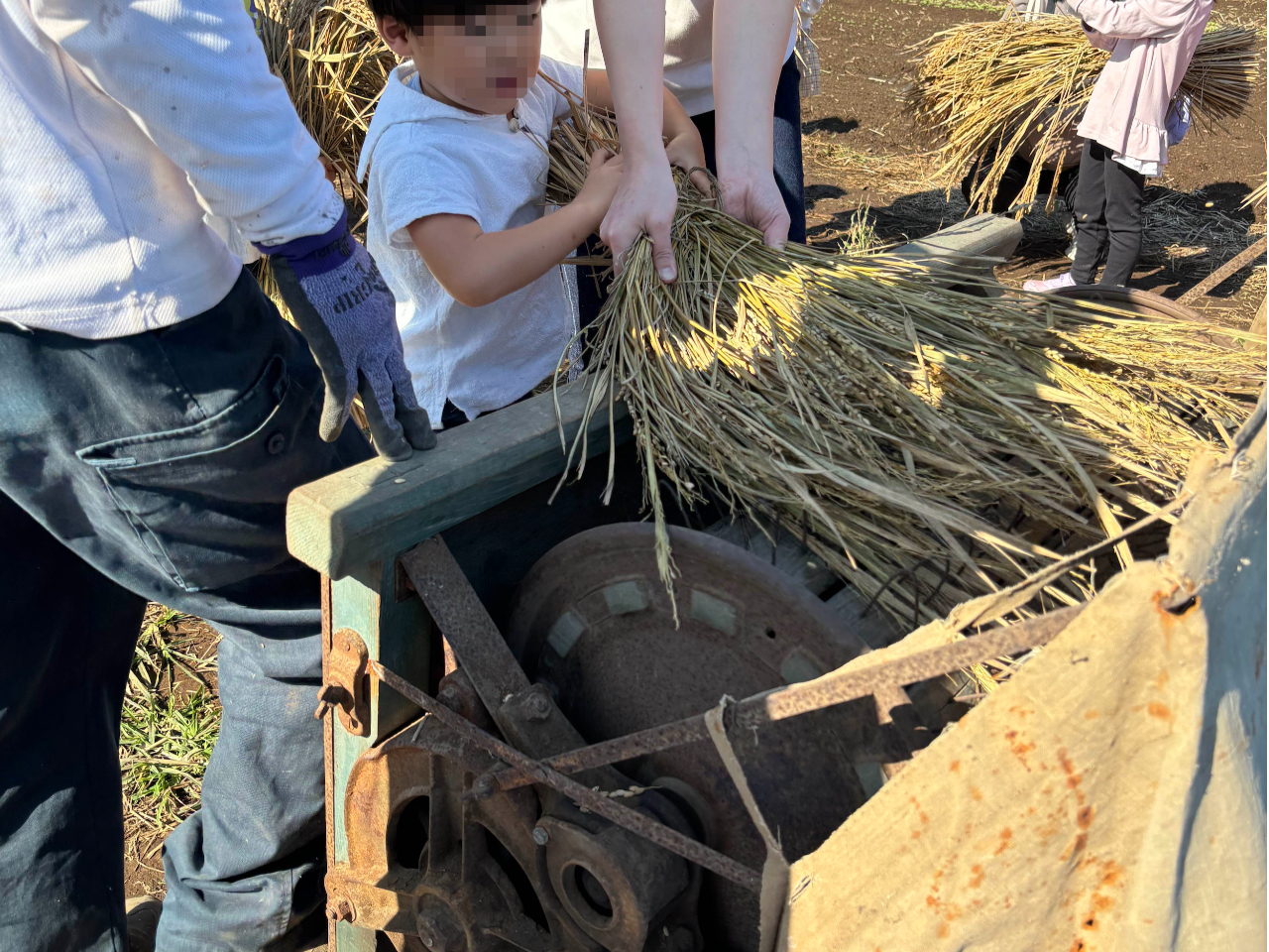 【かまどで新米ご飯炊き@さいたま市】11/3開催!昔の道具で脱穀&羽釜でご飯炊き...