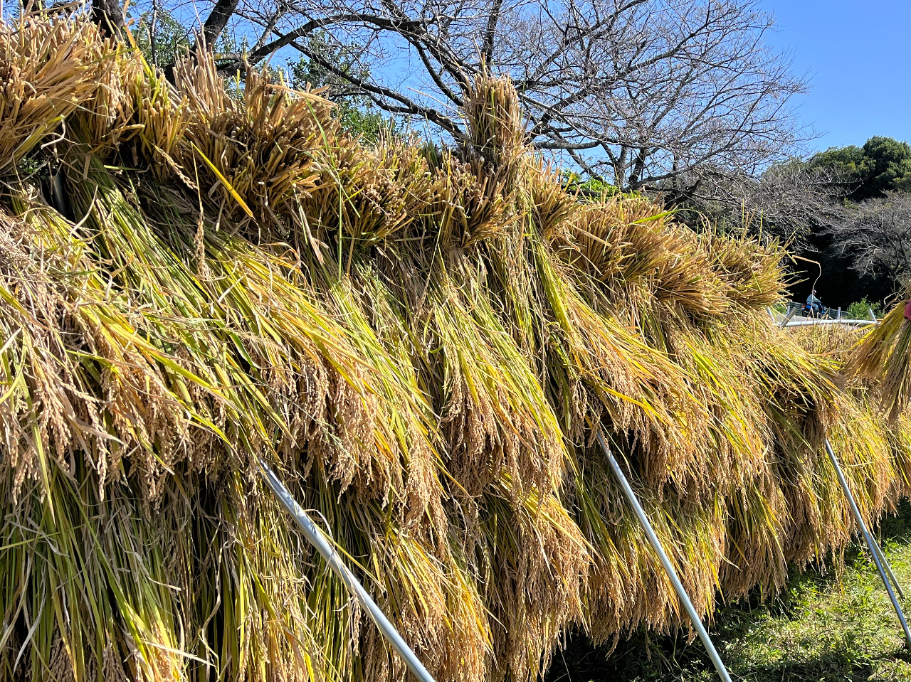 _ŉw엿؎g킸ɈĂĂAVŎdグ܂BMdȓV̂ĂЖĂB