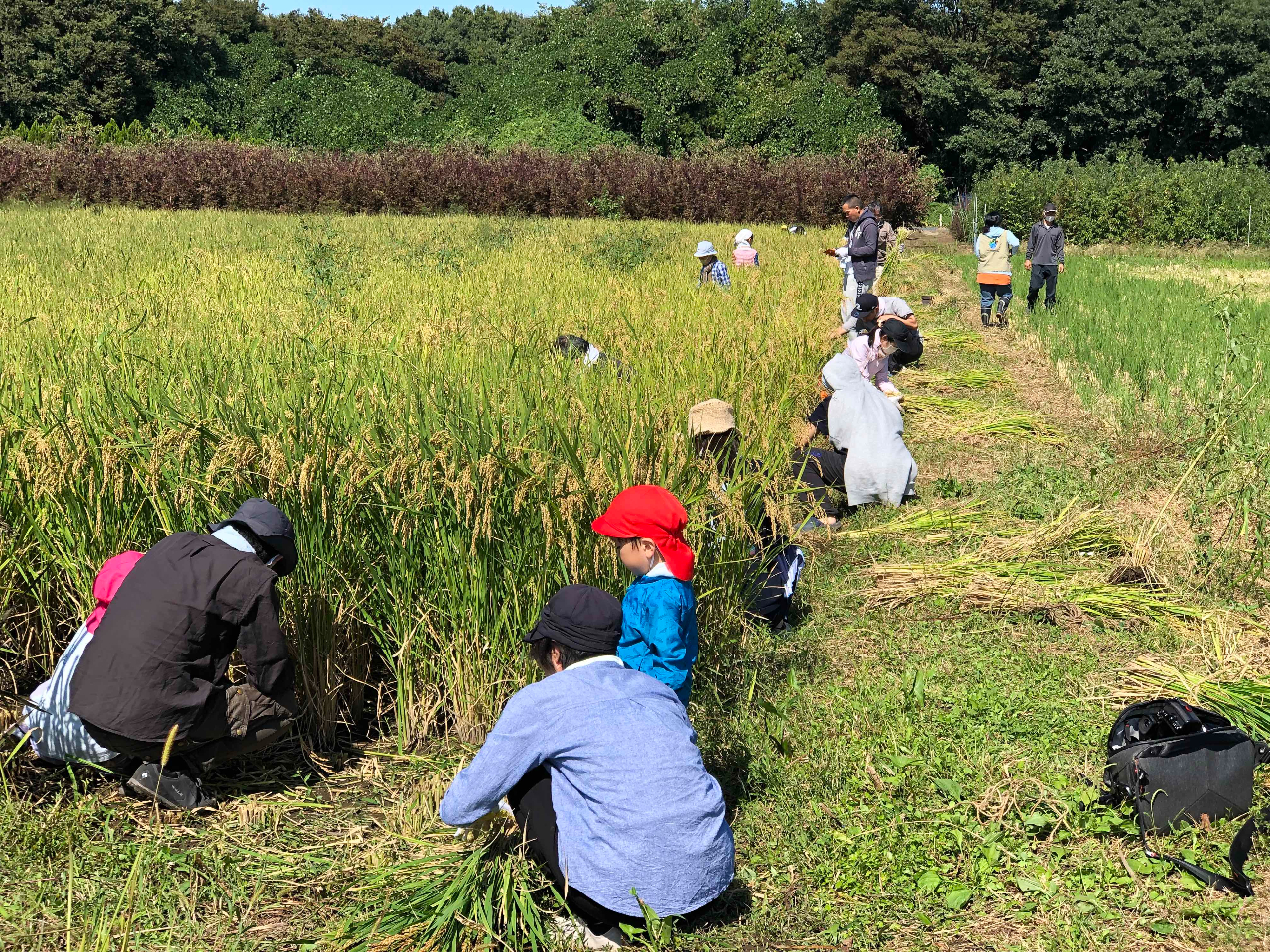 �H�ɂ͈����s���܂��B���Ђ܂����z�����������B