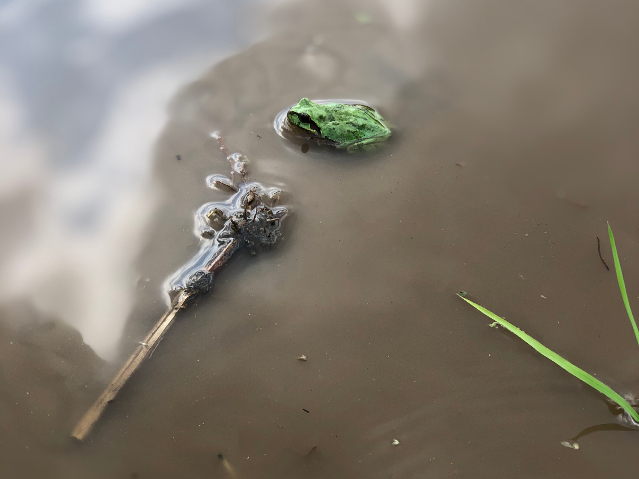 ���_��̓c��ڂɂ͐������������ς��I�J�G����U���K�j�A�h�W���E�ɑ������邱�Ƃ�