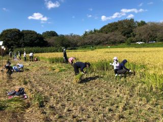 密にならないよう、稲刈りの場所をグループごとに区画分けして実施します