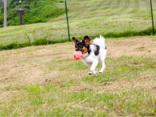 夏季営業期間中は愛犬と一緒にザ・ヴェランダ石打丸山を楽しめます。