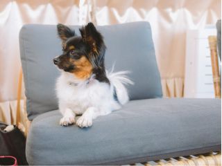 愛犬と一緒にエアコン完備のプライベート空間「ドームテント」で手軽にグランピング体験☆