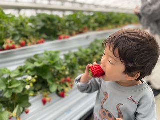 ちいさなお子様も自分でいちごを採れる♪綺麗な二段式栽培