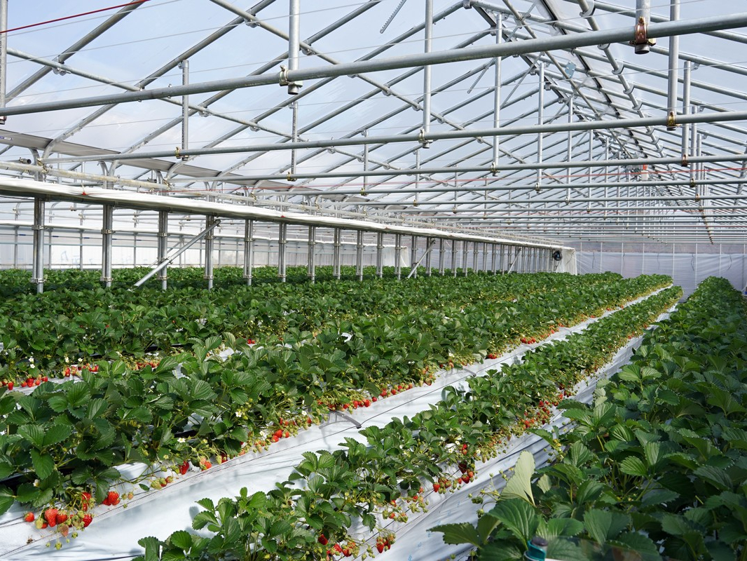 �n�E�X���͒g�����̂ŁA�E�����Œ����ł��镞���ł����ꂭ��������