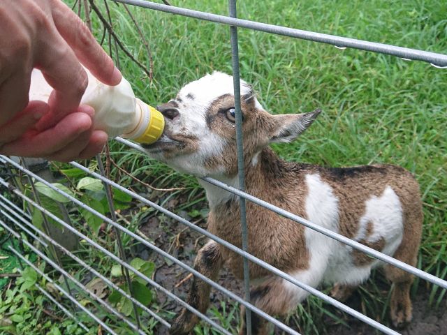 ヤギさんが敷地内にいます。赤ちゃんがいる時期は、ミルクやり体験もできます。