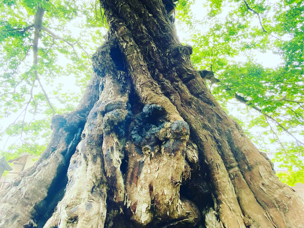 命主社ムクノキ